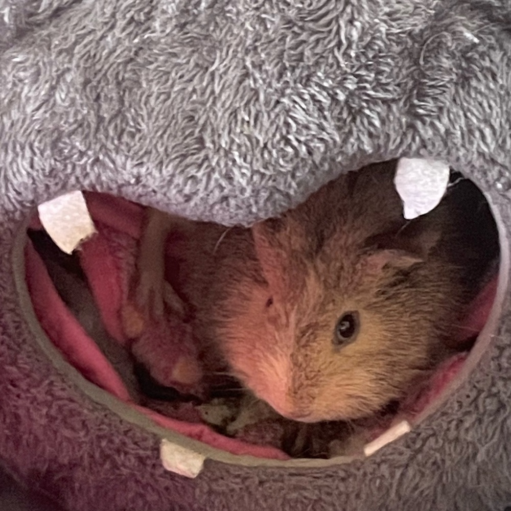 Meet your Posher, Lexi